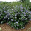 Blue Chiffon Rose of Sharon #3 - Image 2